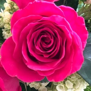 Meet your Posher, Frances